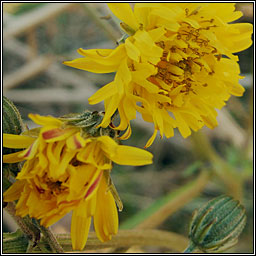 Beaked Hawk's-beard, Crepis vesicaria, Lus crin gobach