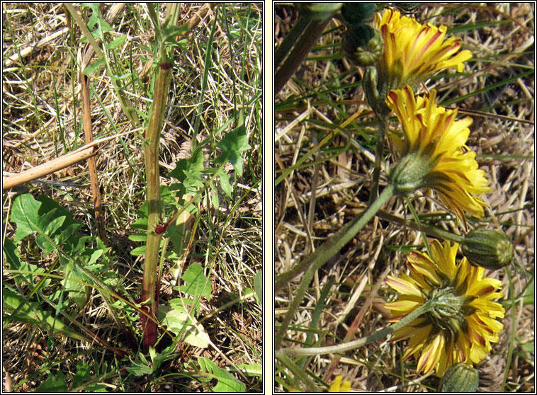 Beaked Hawk's-beard, Crepis vesicaria, Lus crin gobach