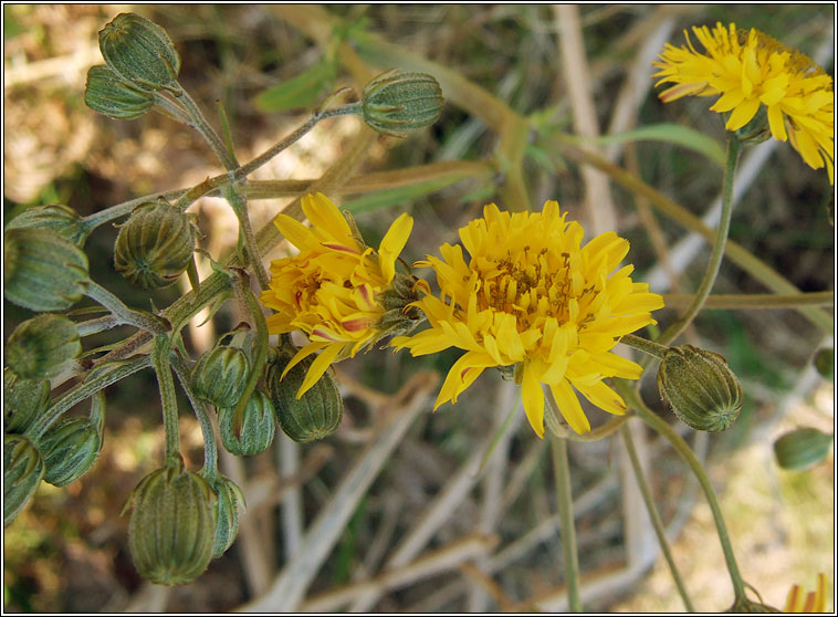 Beaked Hawk's-beard, Crepis vesicaria, Lus crin gobach