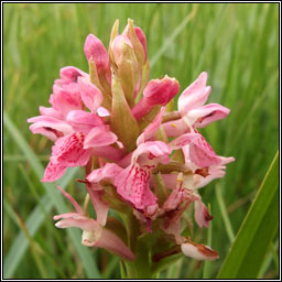 Early Marsh Orchid, Dactylorhiza incarnata, Magairln mr