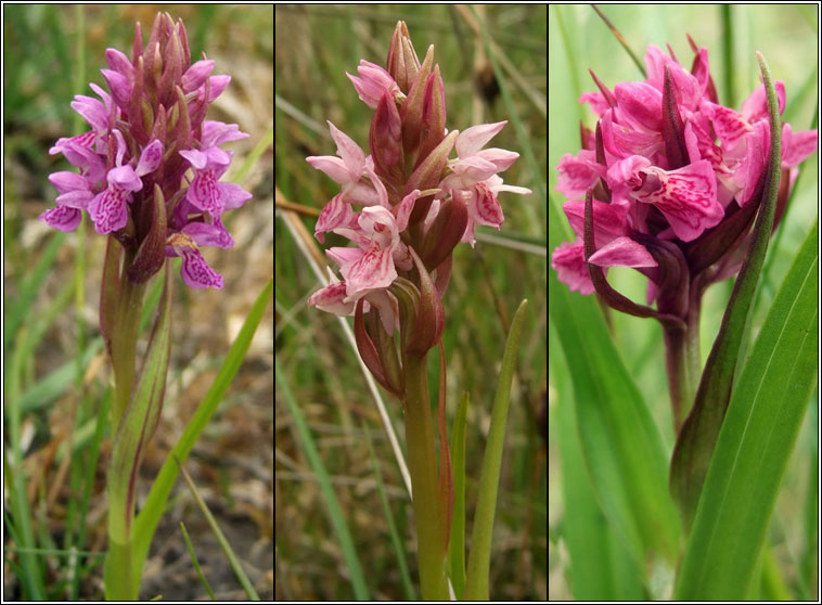 Early Marsh Orchid, Dactylorhiza incarnata, Magairln mr