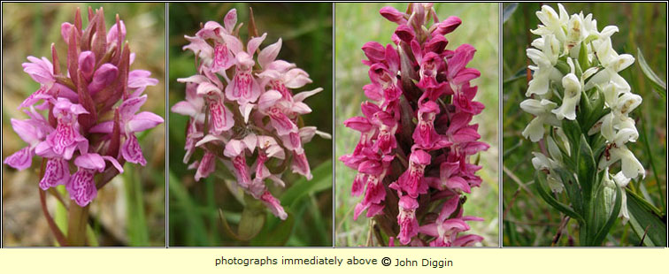 Early Marsh Orchid, Dactylorhiza incarnata, Magairln mr