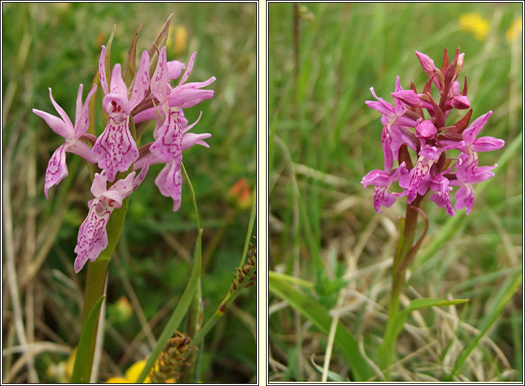 Narrow-leaved Marsh-orchid, Dactylorhiza traunsteinerioides, Magairln caol