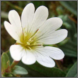 Field Mouse-ear, Cerastium arvense, Cluas luchige mhinir