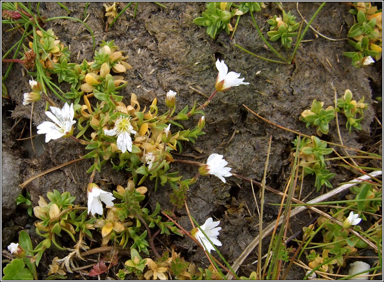 Field Mouse-ear, Cerastium arvense, Cluas luchige mhinir