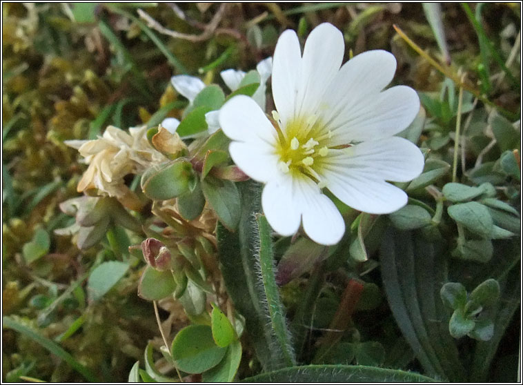 Field Mouse-ear, Cerastium arvense, Cluas luchige mhinir