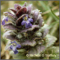 Pyramidal Bugle, Ajuga pyramidalis, Glasair bheannach