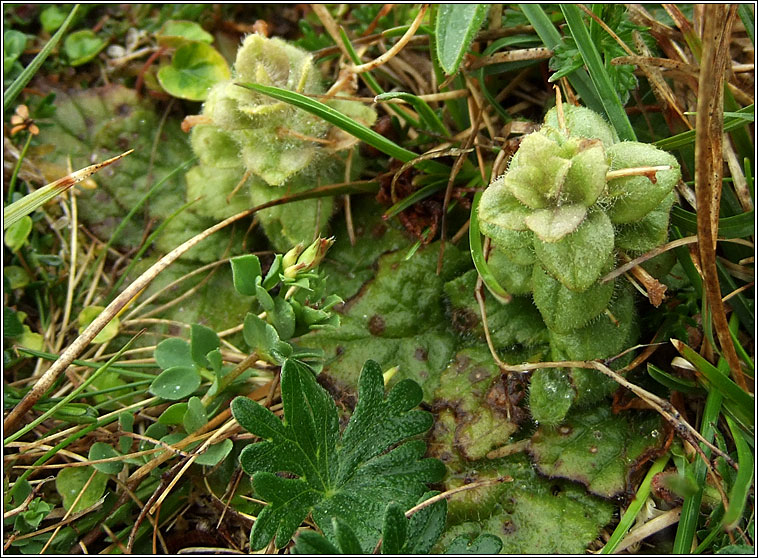 Pyramidal Bugle, Ajuga pyramidalis, Glasair bheannach