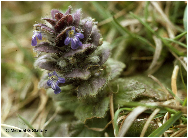 Pyramidal Bugle, Ajuga pyramidalis, Glasair bheannach