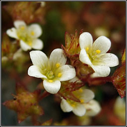 Irish Saxifrage, Saxifraga rosacea, Mrn gaelach