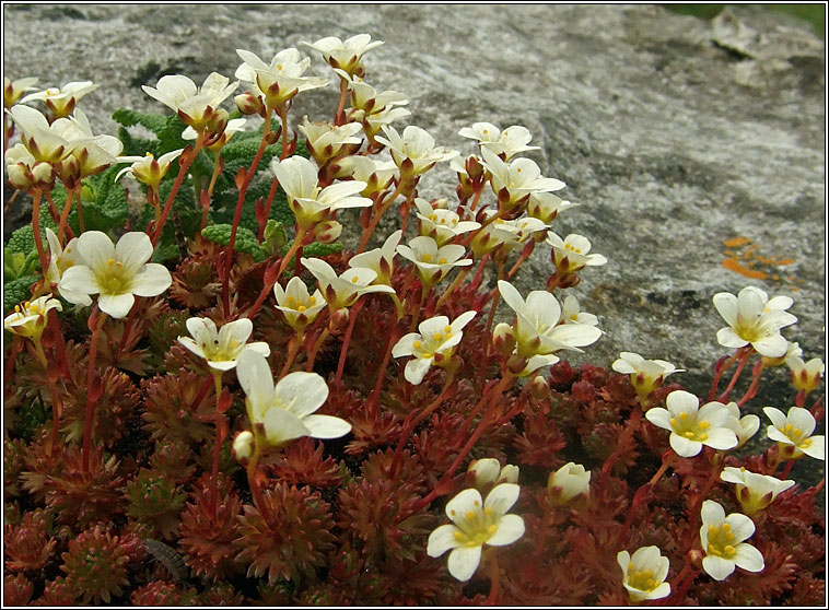 Irish Saxifrage, Saxifraga rosacea, Mrn gaelach