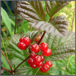 Stone Bramble, Rubus saxatilis, S na mban mn