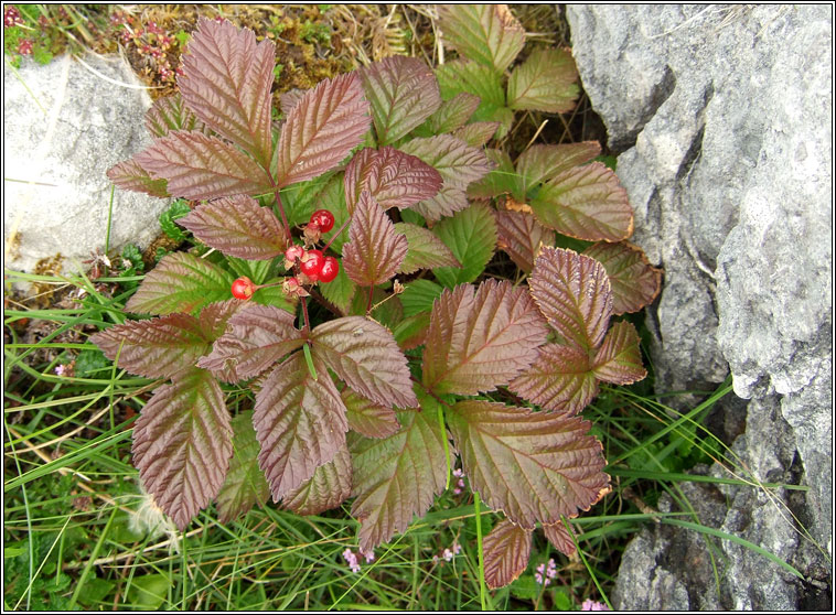 Stone Bramble, Rubus saxatilis, S na mban mn