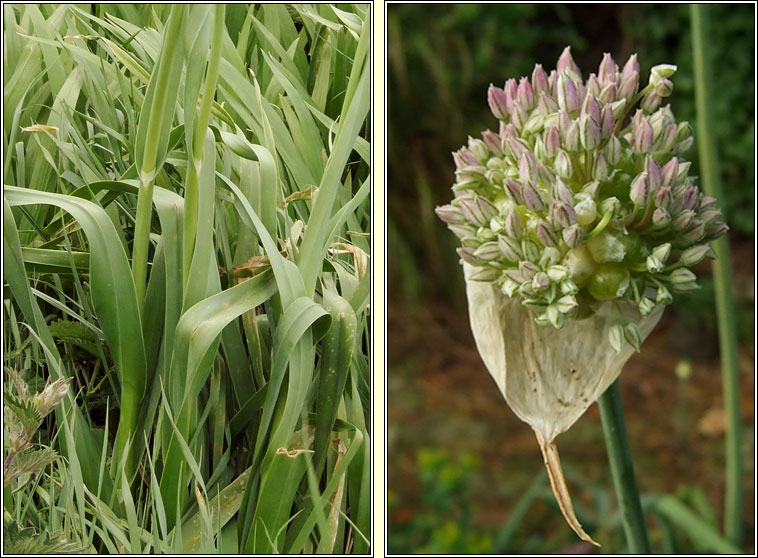 Babington's Leek, Allium ampeloprasum var babingtonii, Cainneann