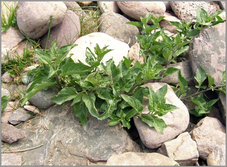 Woody Nightshade, Solanum dulcamara var marinum, Fuath gorm