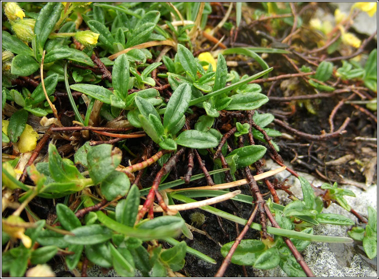 Hoary Rock-rose, Helianthemum oelandicum, Grianrs liath