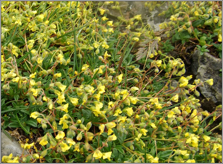 Hoary Rock-rose, Helianthemum oelandicum, Grianrs liath