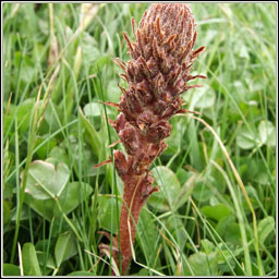 Common Broomrape, Orobanche minor, Mchg bheag