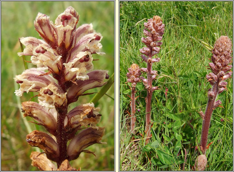 Common Broomrape, Orobanche minor, Mchg bheag