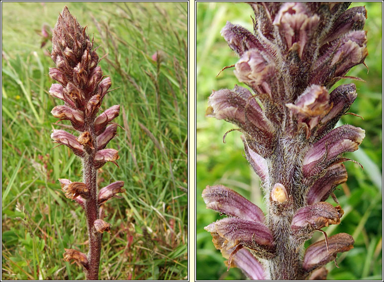 Common Broomrape, Orobanche minor, Mchg bheag