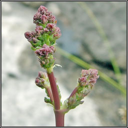 Lesser Meadow-rue, Thalictrum minus, R lana beag