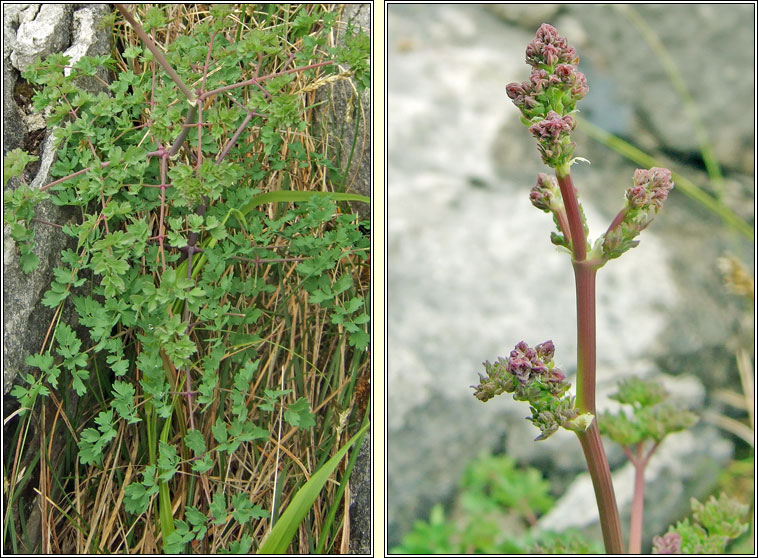 Lesser Meadow-rue, Thalictrum minus, R lana beag