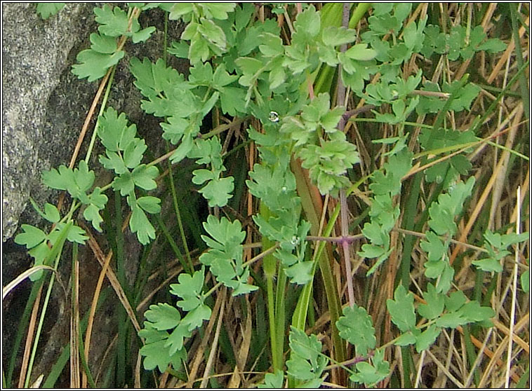 Lesser Meadow-rue, Thalictrum minus, R lana beag