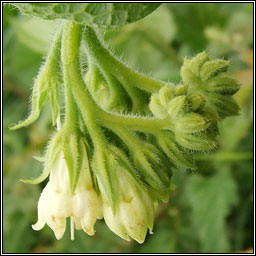 Common Comfrey, Symphytum officinale, Compar