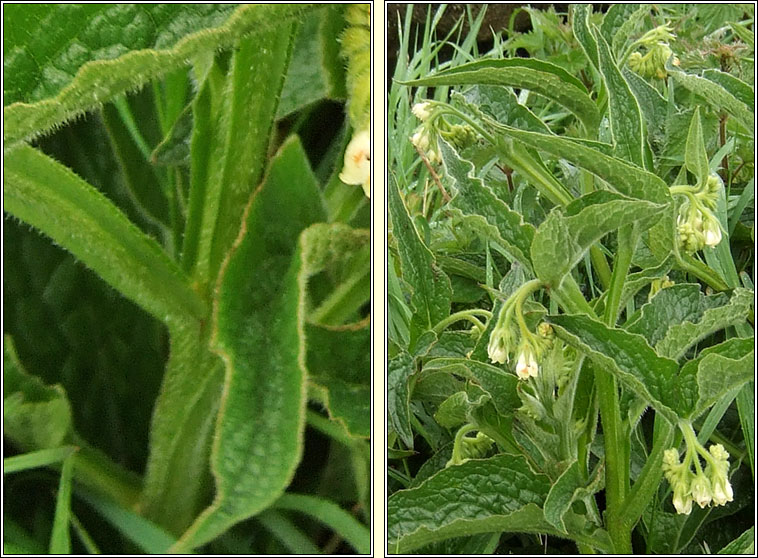 Common Comfrey, Symphytum officinale, Compar