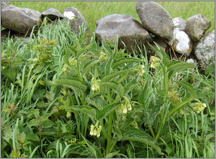 Common Comfrey, Symphytum officinale, Compar