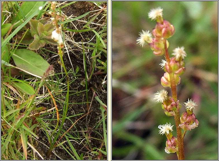 Marsh Arrowgrass, Triglochin palustris, Barr an mhilltigh