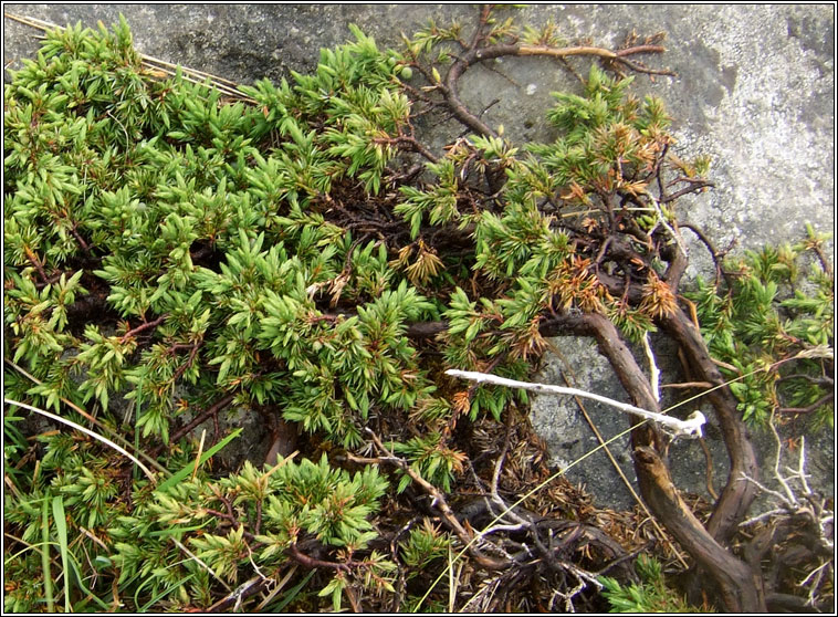 Juniper, Juniperus communis, Aitea