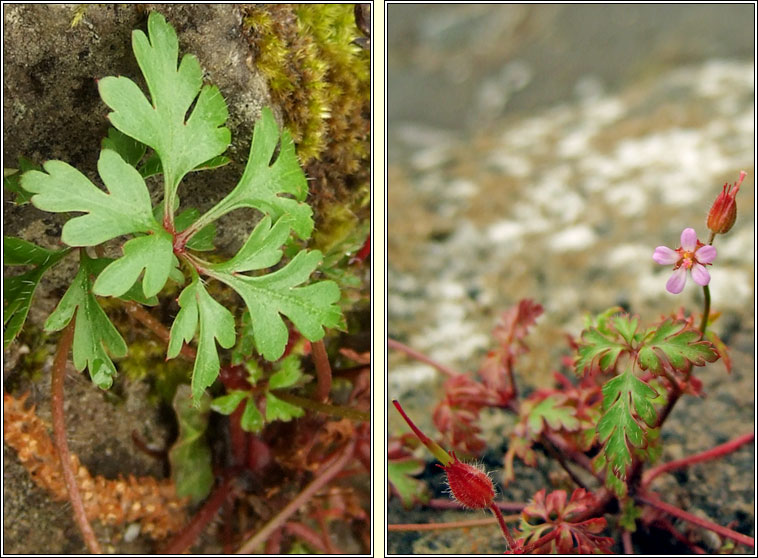 Little-robin, Geranium purpureum, Eireaball r