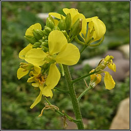 White Mustard, Sinapis alba, Sceallagach