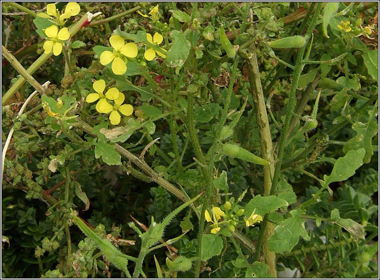 White Mustard, Sinapis alba, Sceallagach