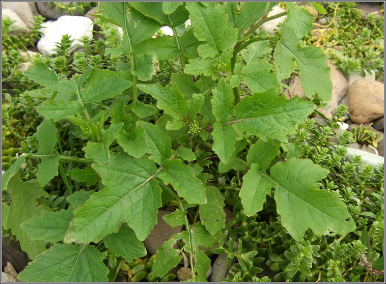 White Mustard, Sinapis alba, Sceallagach