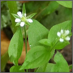 Three-nerved Sandwort, Moehringia trinervia, Gaineamhlus fitheach