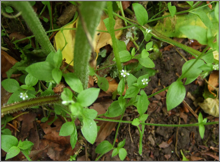 Three-nerved Sandwort, Moehringia trinervia, Gaineamhlus fitheach