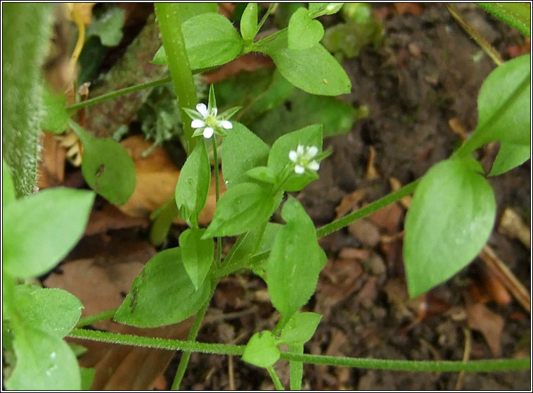 Three-nerved Sandwort, Moehringia trinervia, Gaineamhlus fitheach