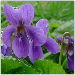 Sweet Violet, Viola odorata, Sailchuach chumhra