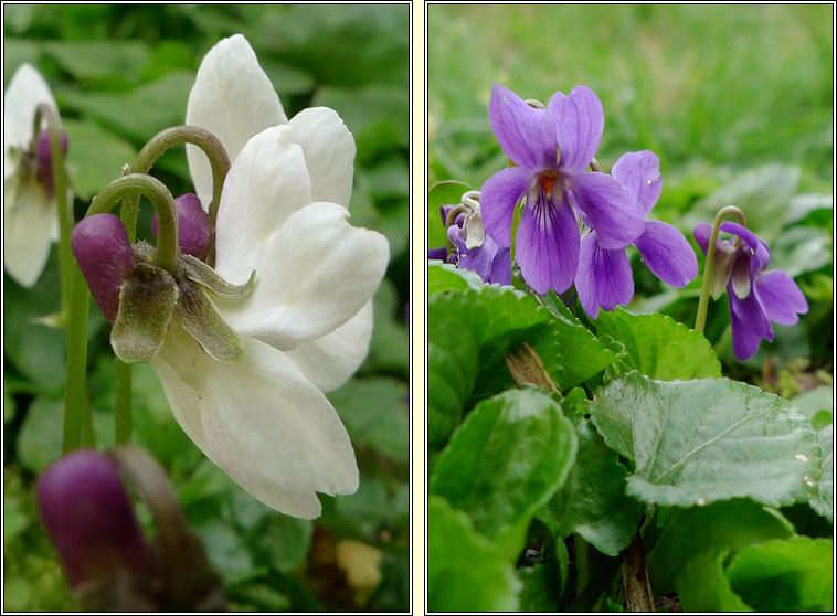 Sweet Violet, Viola odorata, Sailchuach chumhra