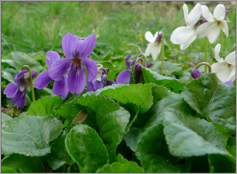 Sweet Violet, Viola odorata, Sailchuach chumhra