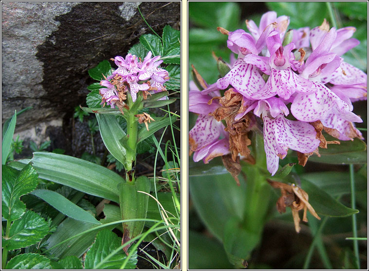 Irish Marsh Orchid, Dactylorhiza kerryensis var kerryensis