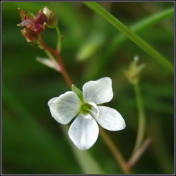 Marsh Speedwell, Veronica scutellata, Lus cr corraigh