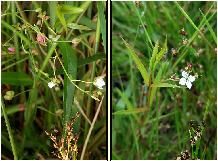 Marsh Speedwell, Veronica scutellata, Lus cr corraigh