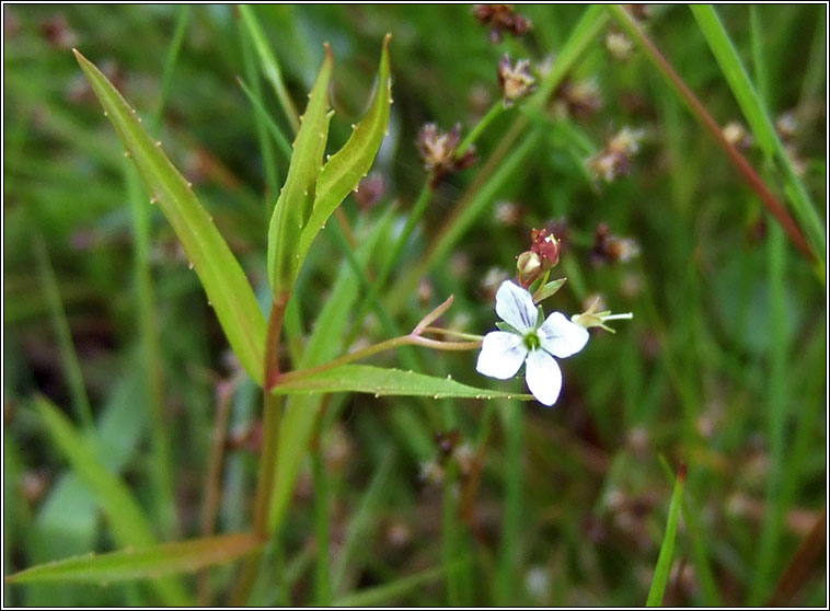 Marsh Speedwell, Veronica scutellata, Lus cr corraigh