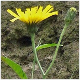 English Hawkweed, Hieracium anglicum, Lus na seabhac