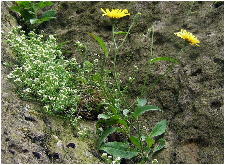 English Hawkweed, Hieracium anglicum, Lus na seabhac