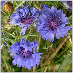 Cornflower, Centaurea cyanus, Gormn