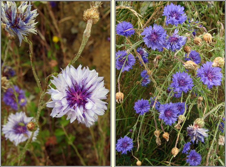 Cornflower, Centaurea cyanus, Gormn